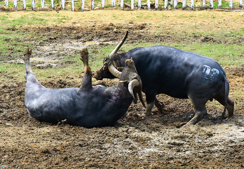 Mở cửa miễn phí, hội chọi trâu Hải Lựu vỡ trận